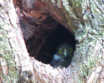 ���낻��o������