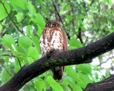 �����ē�d�܂Ԃ��H