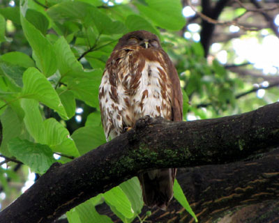 �Q�Ă��܂���