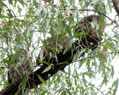 �o���Ƃ���Ɍ��ɂ����Ȃ����q�i