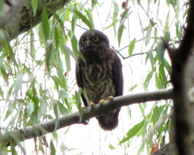 �����ۂ��Z��