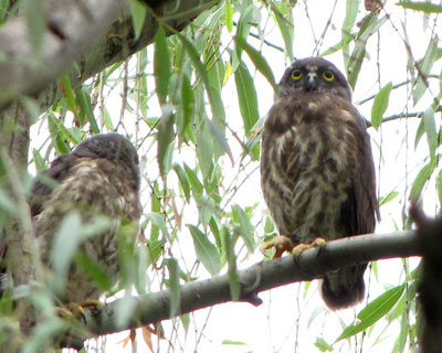 �S�̂��ۂ�