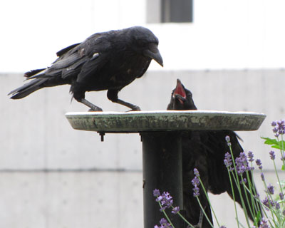 �X�Y���̂���𓐂݂ɗ���