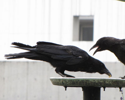 �e�͊��S�ɖ���