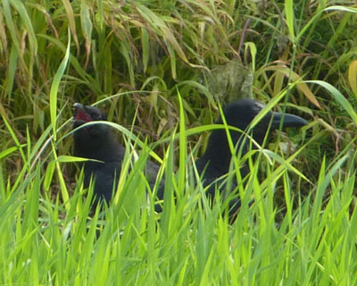 �c��ڂɂ����邳���q��������