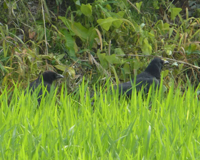 �����Ėق���