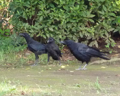 ���̂Q�H������������