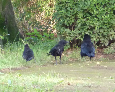 �������r�i�ׂ͍��Ď�Ƒ������������܂�