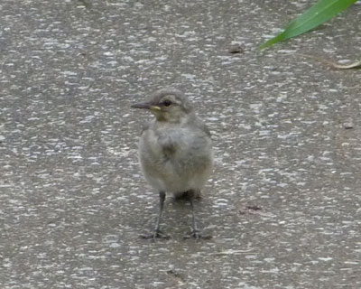 �����悯�Ă�������