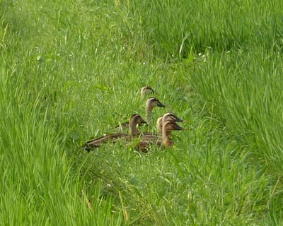 �������ɕ���