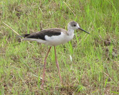 �q�������ǔw�͍���