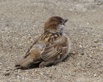 �܂�������Ǝq��