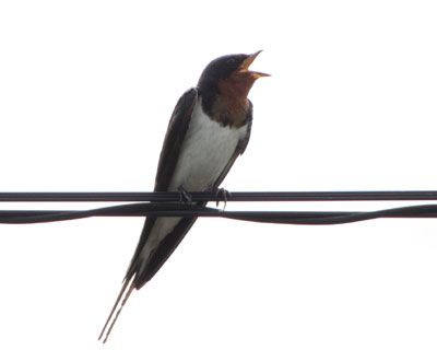 �悭���Ă���