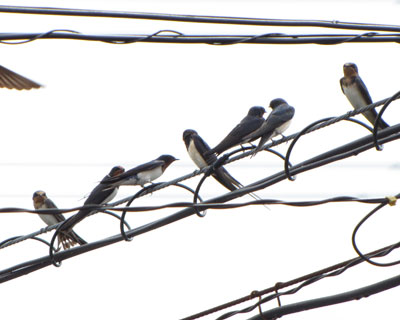 �P�O�H�ȏ�ł���Ă���