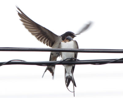 ���X����