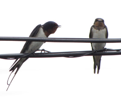 �����ۂ����񂪂���ɂȂ��Ă�q