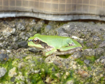 �u���b�N���͑�D��