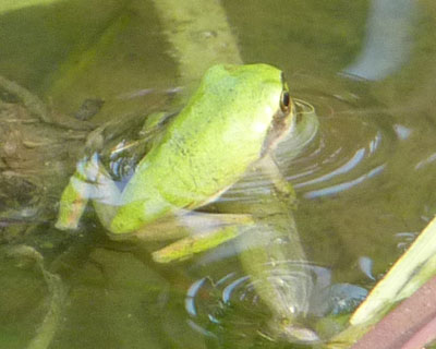 �q�J�G���̋G��