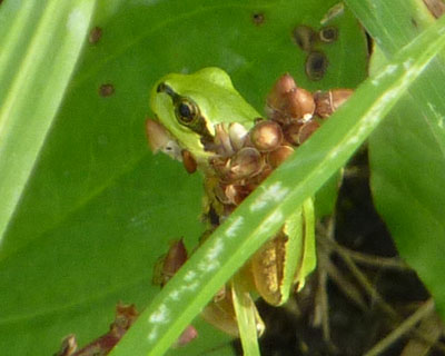 �Ȃ�ɂł������݂�