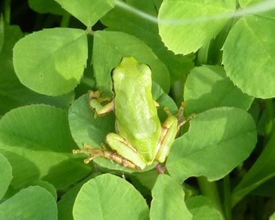 �N���[�o�[�̗t���ςɂ�����