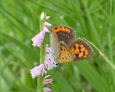 �˂��x�j�V�W�~