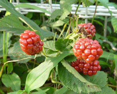 ���΂��x���[