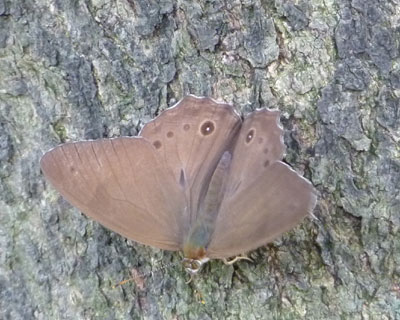 �ق�Ƃɓ��A�ɂ���q�J�Q�`���E