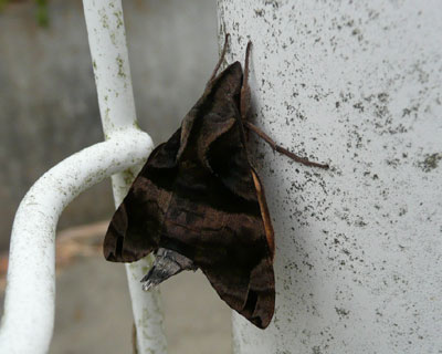 ���N�̏H�Ɍ�������̓z�V�z�E�W���N�ۂ�