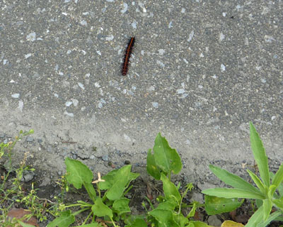 �Ȃ����H������͂ݏo��c�}�O���q���E����