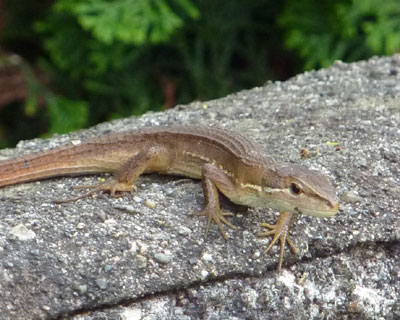 �J�i�w�r�����̂ЂȂ��ڂ���