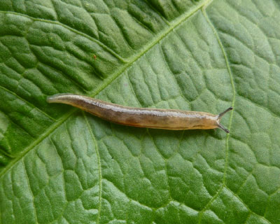 �ÃG�r�Ƃ����ς��Ȃ�����