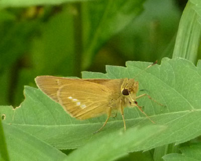 ���������ǃC�`�����W�Z�Z���ۂ�