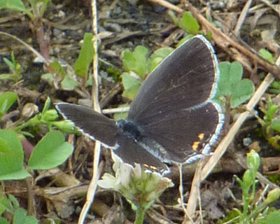 �F���̃c�o���V�W�~