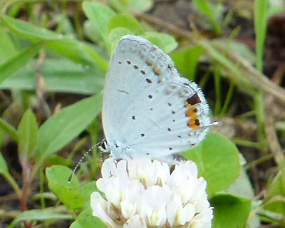 �V�W�~�`���E�̓��o�[�V�u��