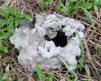 �c��ڂɂ����ς����錊�̓U���K�j�p�H