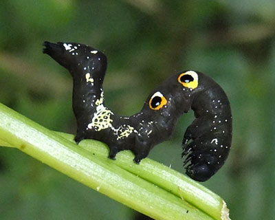 �܂��������A�P�r�R�m�n�̎q