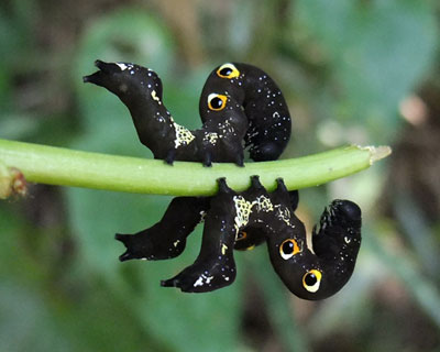 �O�l���Ε���̒m�b