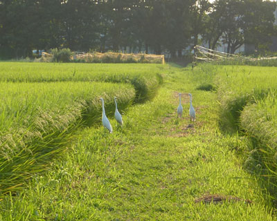 ���������̂���`���E�T�M