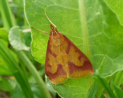 ���E�O���m���C�K�͂��ꂢ�ȉ�