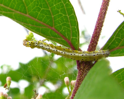 ���N�����T�L�V�L�u�ɗ��郈�X�W�m���C�K