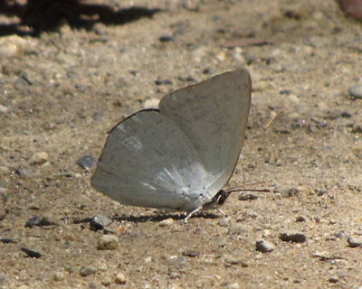 �����ƕ�������Ă��E���M���V�W�~