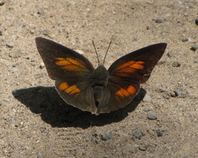 ��������̕������ꂢ�����H