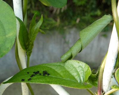 ���̊����̒��ɂȂɂ��Z��ł�H