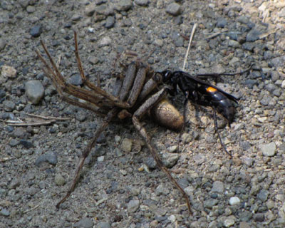 �N�����^�ԃI�I�����N���x�b�R�E