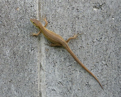 ���������J�i�w�r