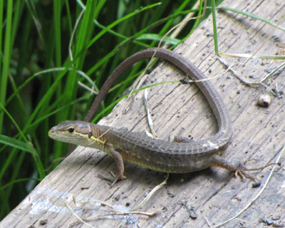 �J�i�w�r�͂悭�J����������