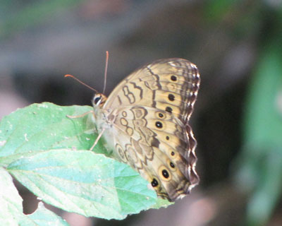 �T�g�L�}�_���q�J�Q���ȁH