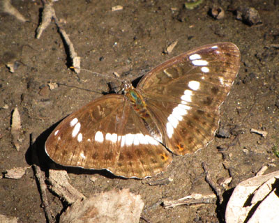 �n���C�`�����W�`���E