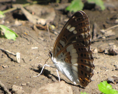 ���̕������ꂢ������