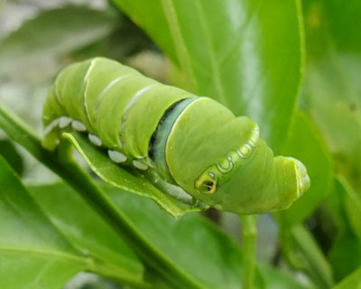 ����肵��肵���